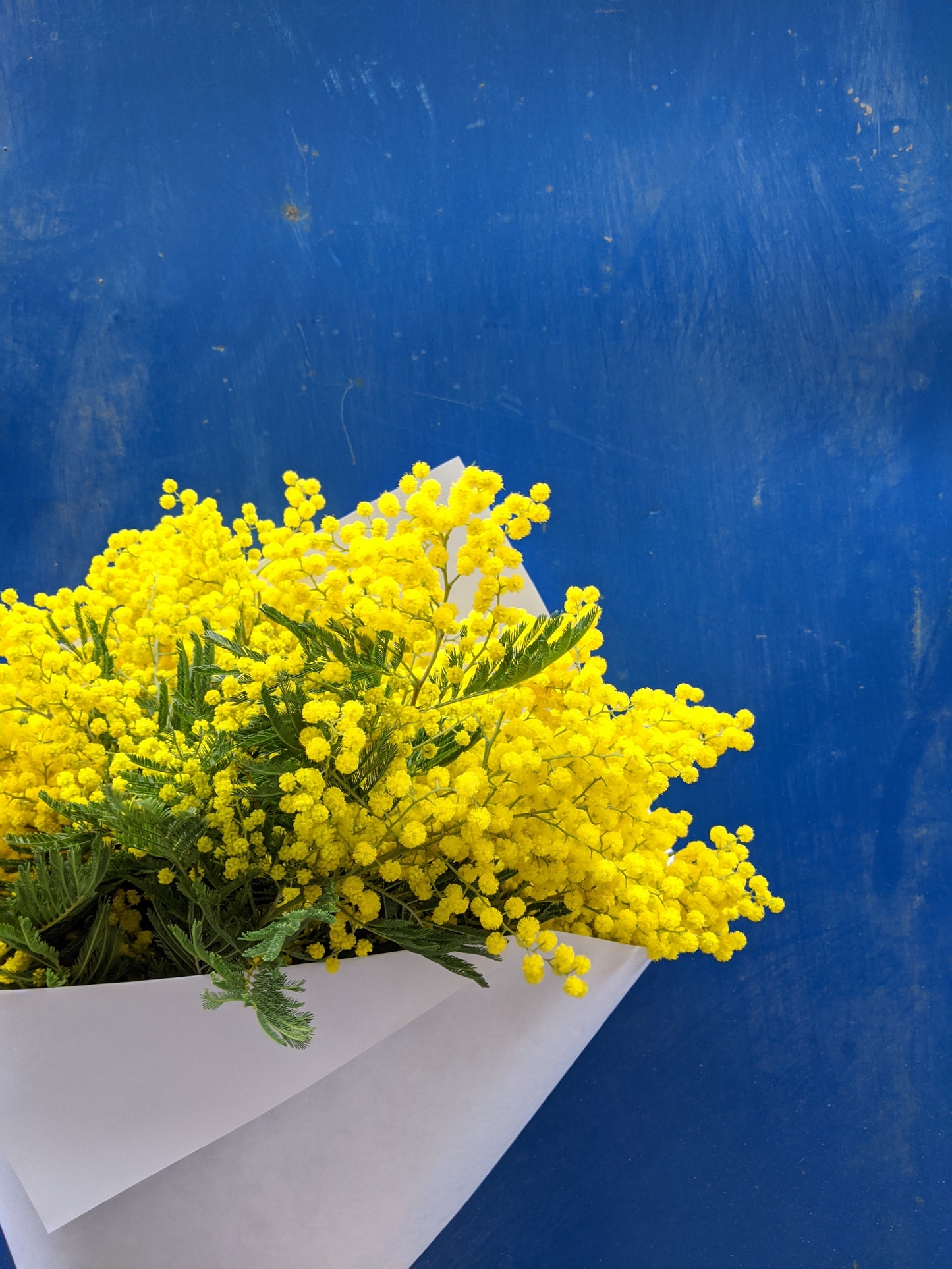 Botte de mimosa